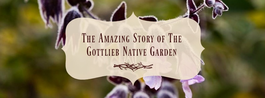 The Amazing Story of The Gottlieb Native Garden: A California Love Story