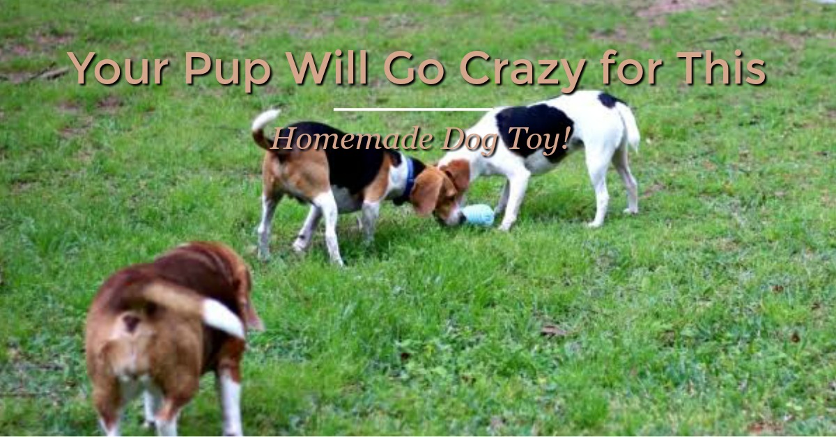 Your Pup Will Go Crazy for This Homemade Dog Toy!